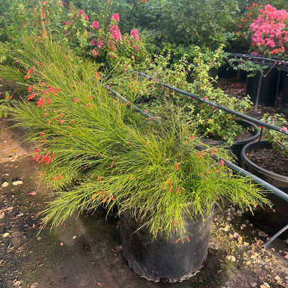 15 gallon Purple Fountain Grass (Pennisetum setaceum 'Rubrum') in nursery pot — Phoenix, AZ