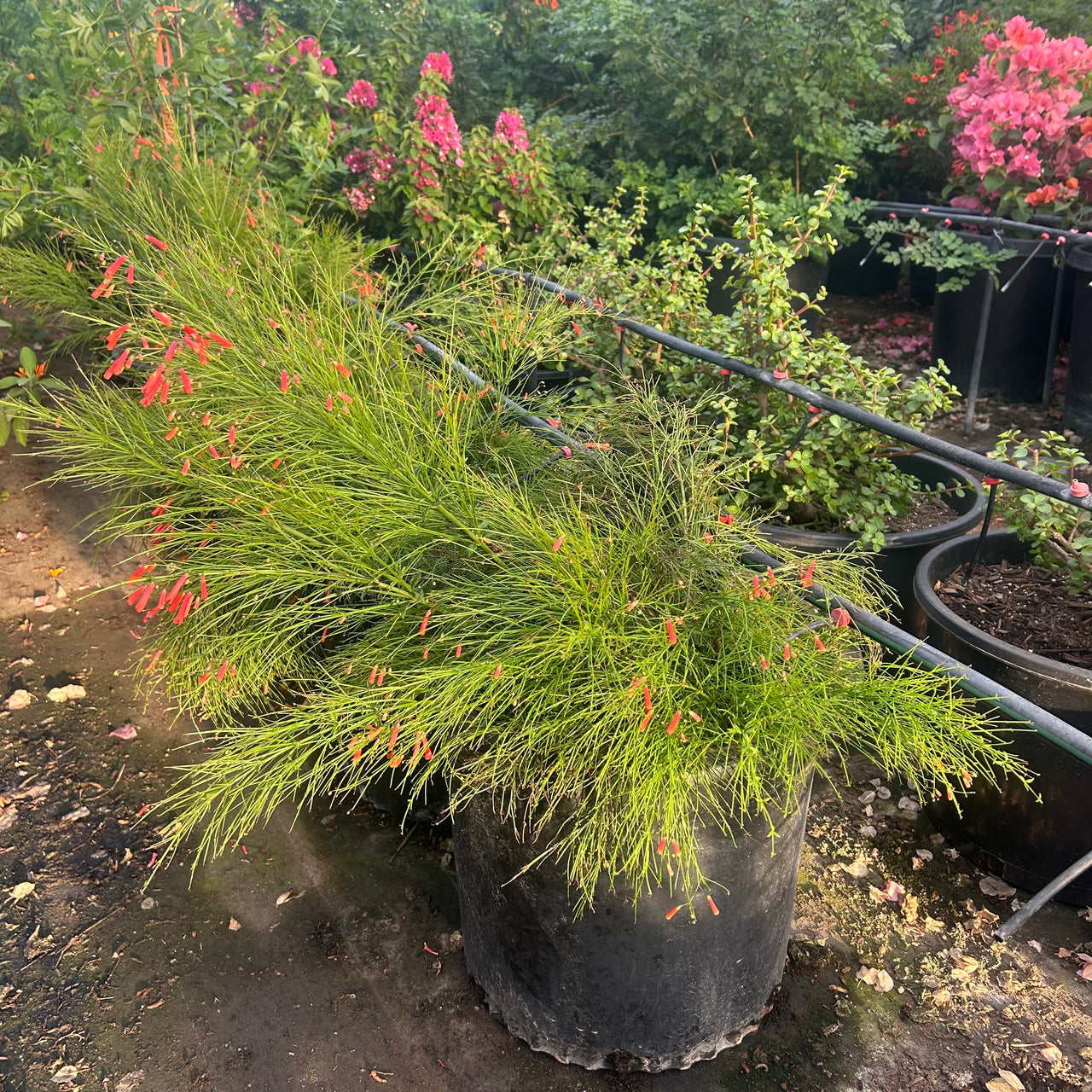Coral Fountain Grass 15 gallon