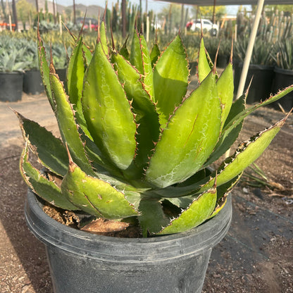 15 gallon Cow Horn Cactus (Euphorbia grandicornis) in nursery pot — Phoenix, AZ
