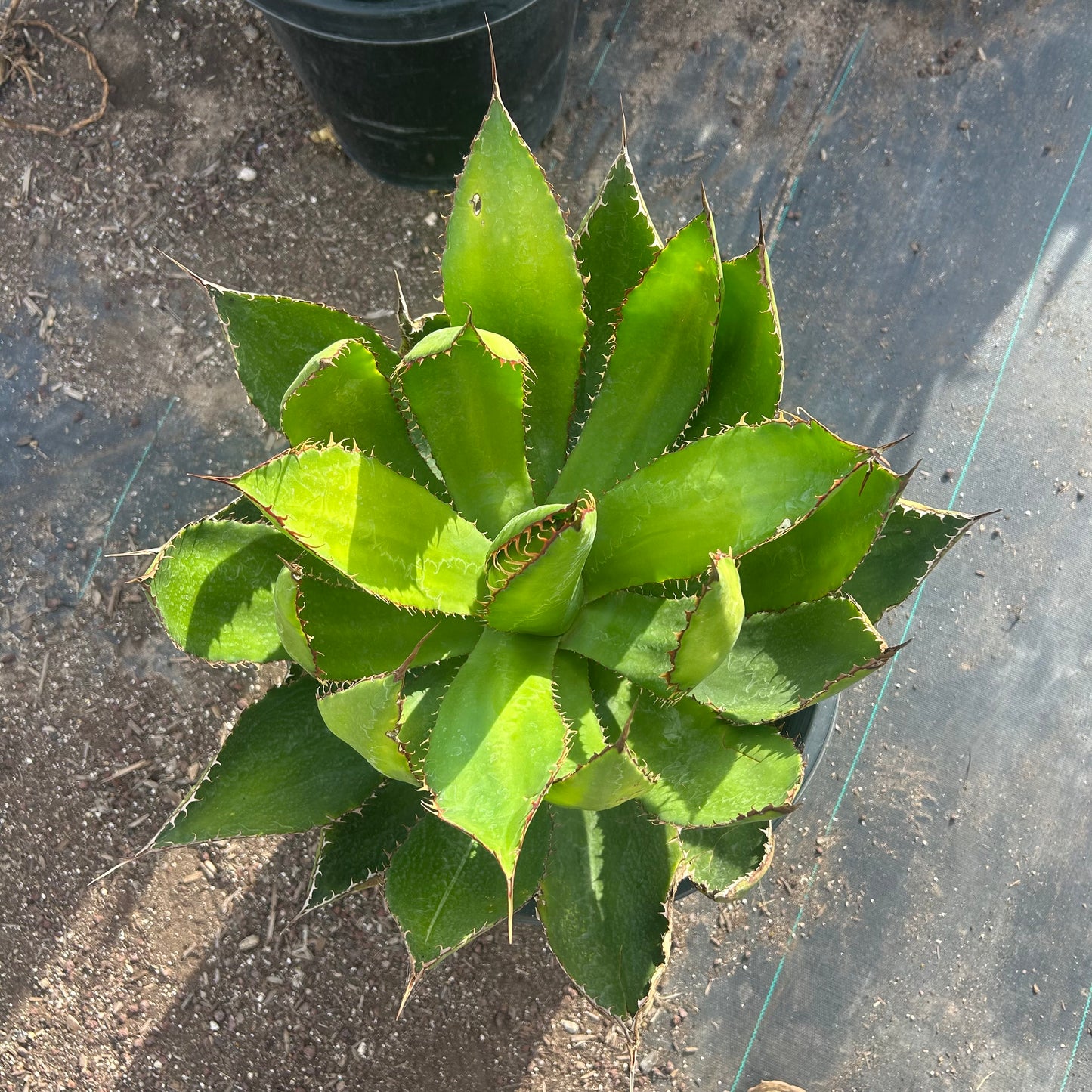15 gallon Cow Horn Agave (Agave bovicornuta) in nursery pot — Phoenix, AZ