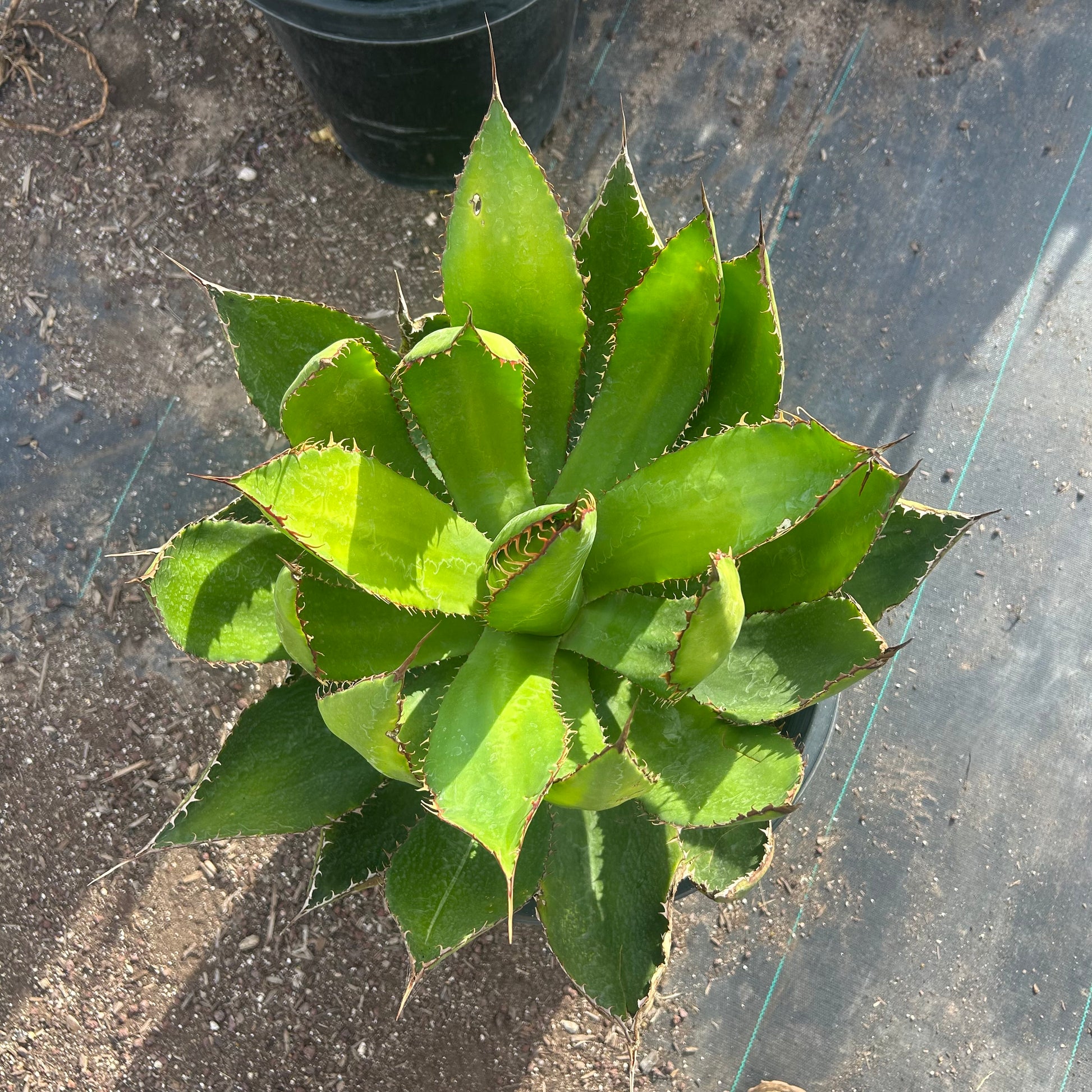 15 gallon Cow Horn Agave (Agave bovicornuta) in nursery pot — Phoenix, AZ