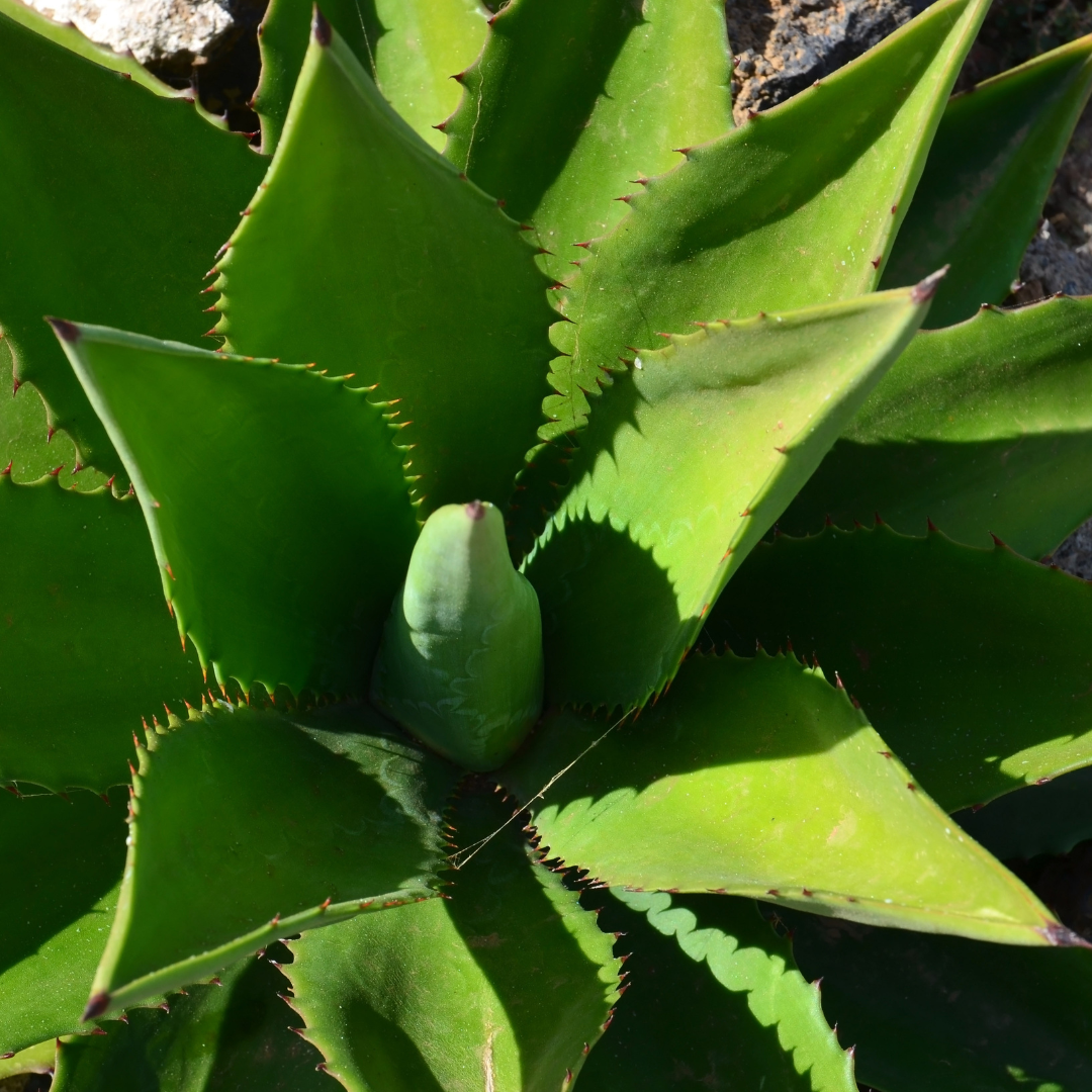 Cow's Horn Agave