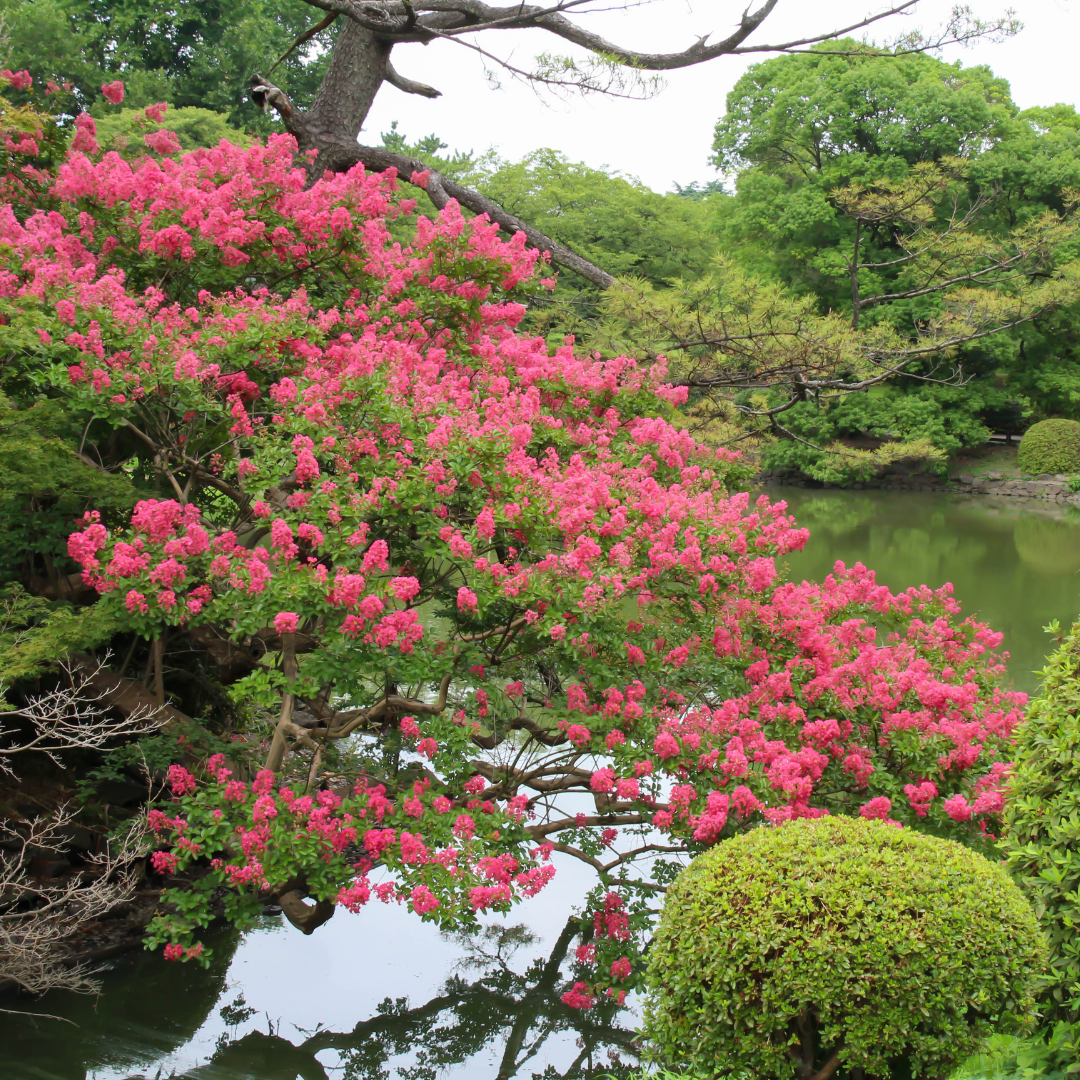 Crape Myrtle Bush