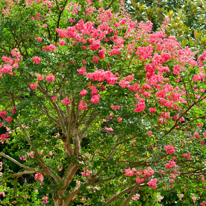 Crape Myrtle Tree (Lagerstroemia indica) covered in vibrant pink blooms with cinnamon bark — Phoenix, AZ