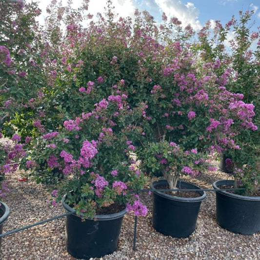 Purple Crape Myrtle