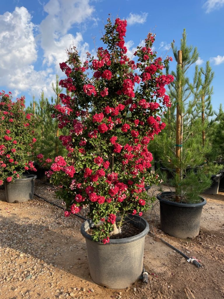 Dynamite Red Crape Myrtle