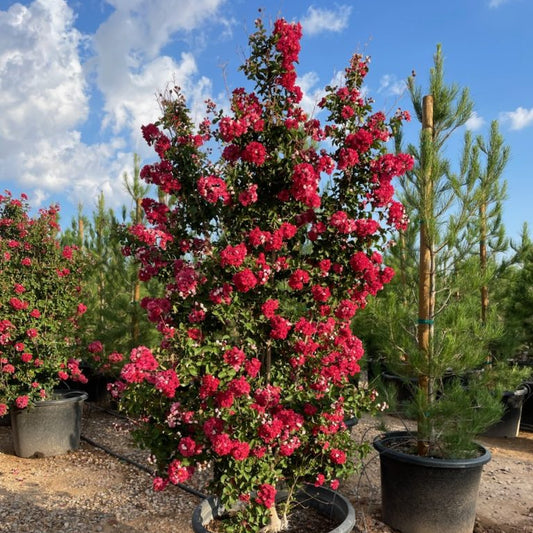 25 gallon Dynamite Red Crape Myrtle Tree (Lagerstroemia indica) in nursery pot with vivid red blooms — Phoenix, AZ
