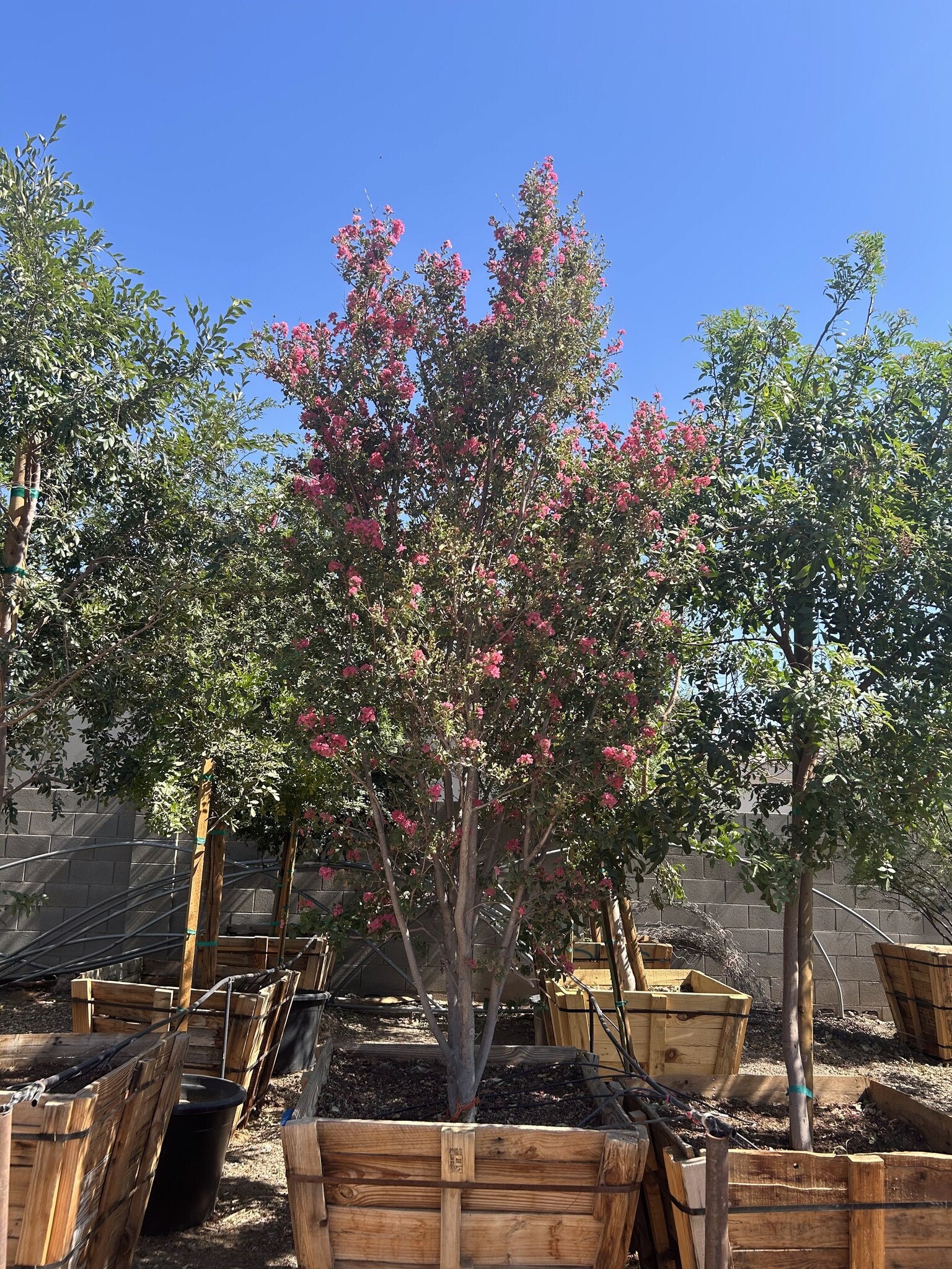 Crape Myrtle Tree 36