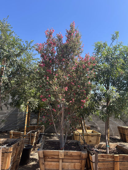 Crape Myrtle Tree 36"