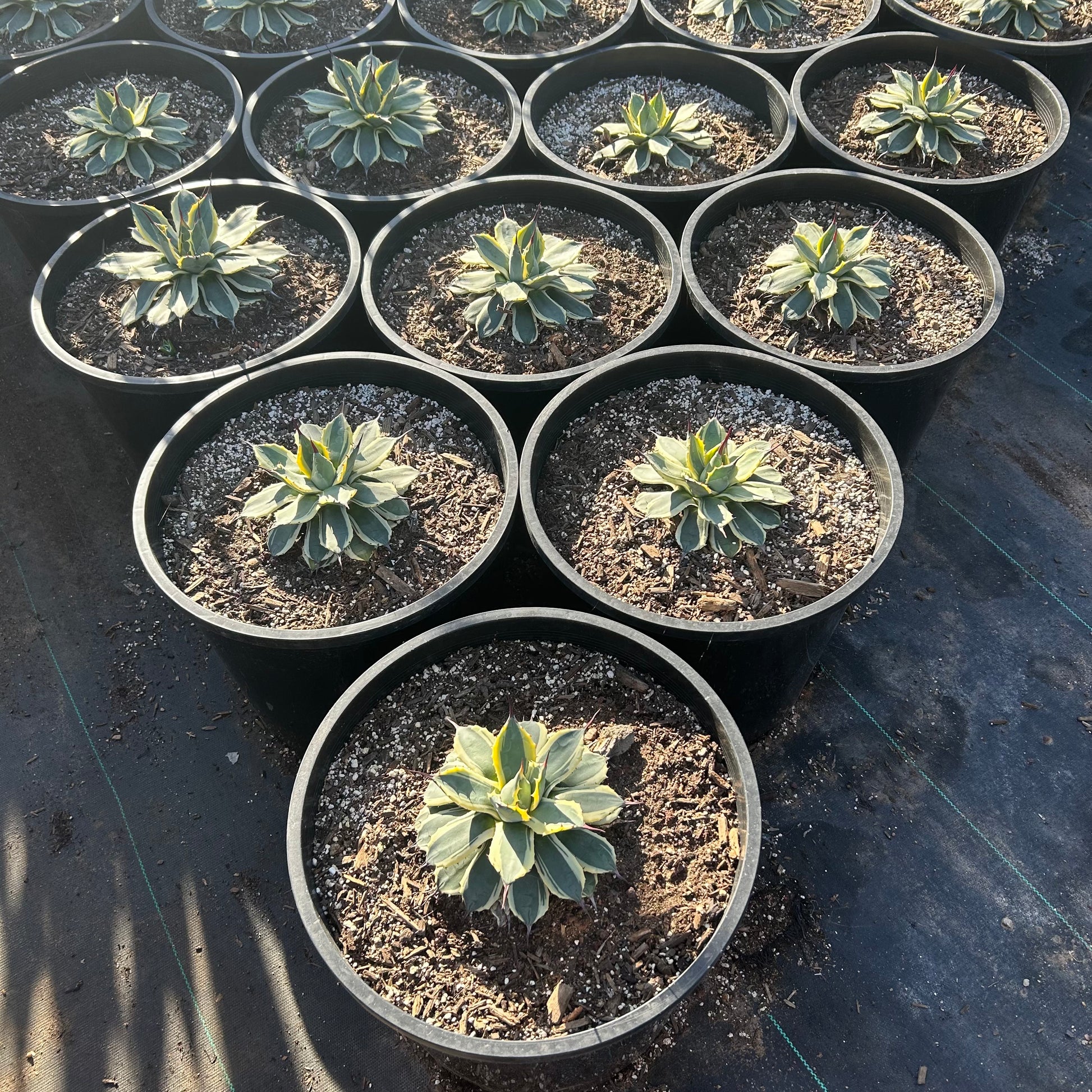 15 gallon Cream Spike Yucca (Yucca filamentosa 'Cream Spike') in nursery pot — Phoenix, AZ