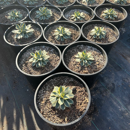 15 gallon Cream Spike Yucca (Yucca filamentosa 'Cream Spike') in nursery pot — Phoenix, AZ