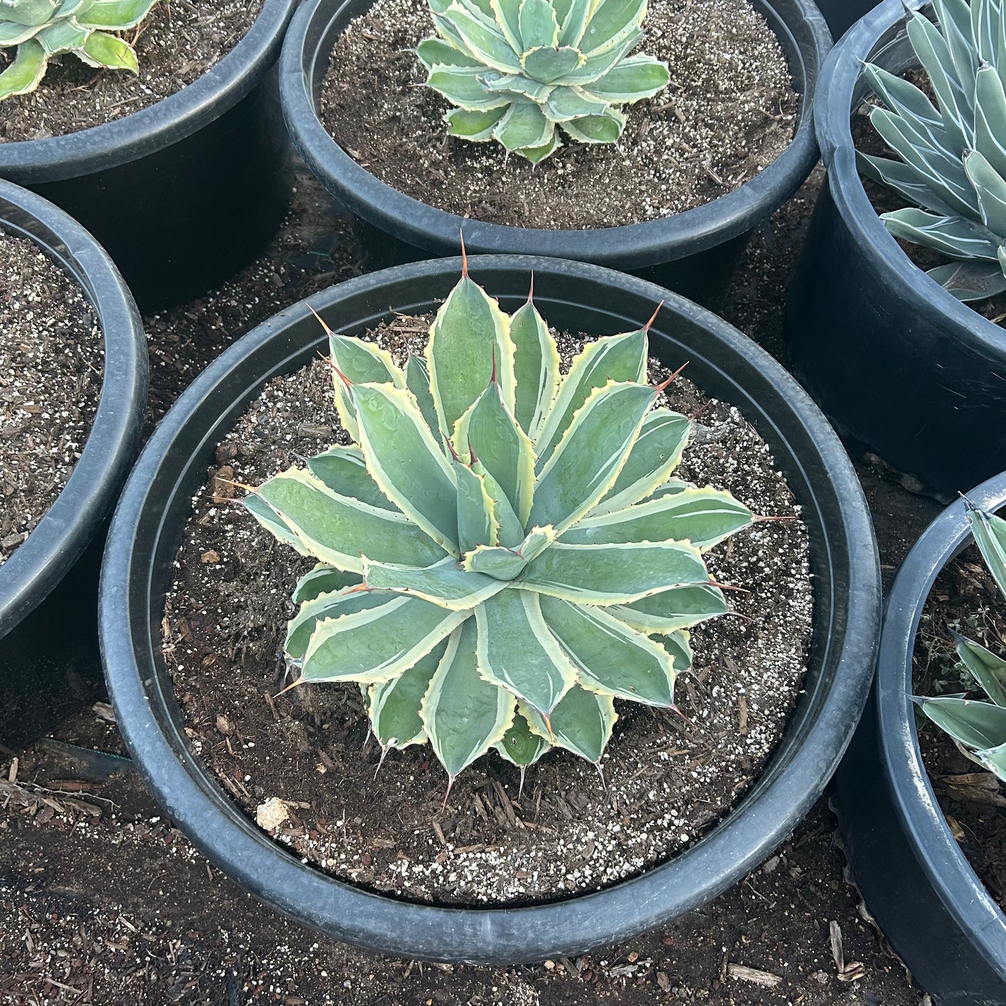 Cream Spike