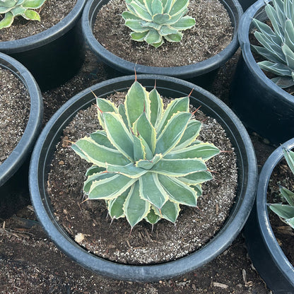 Cream Spike
