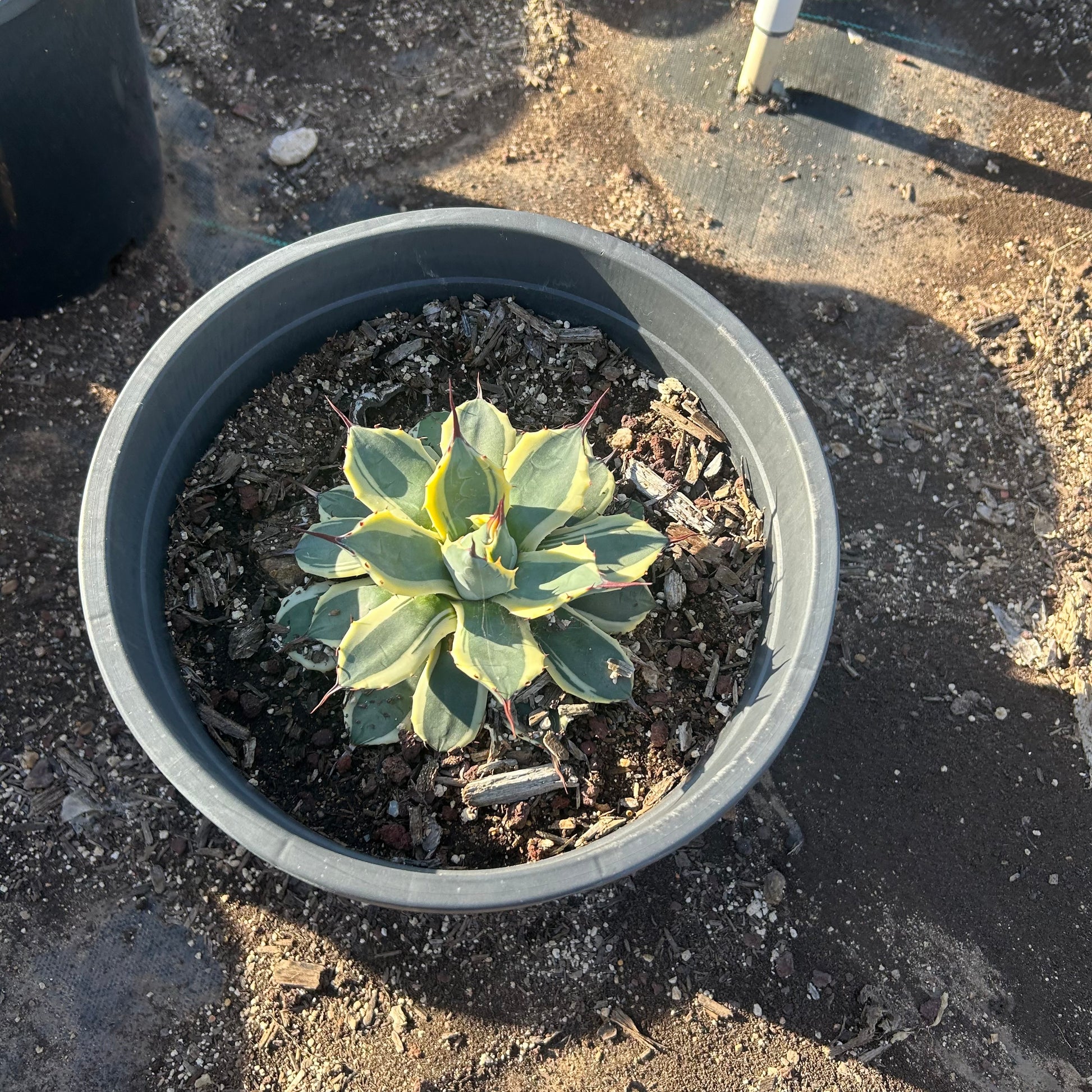 5 gallon Cream Spike Yucca (Yucca gloriosa 'Cream Spike') in nursery pot — Phoenix, AZ