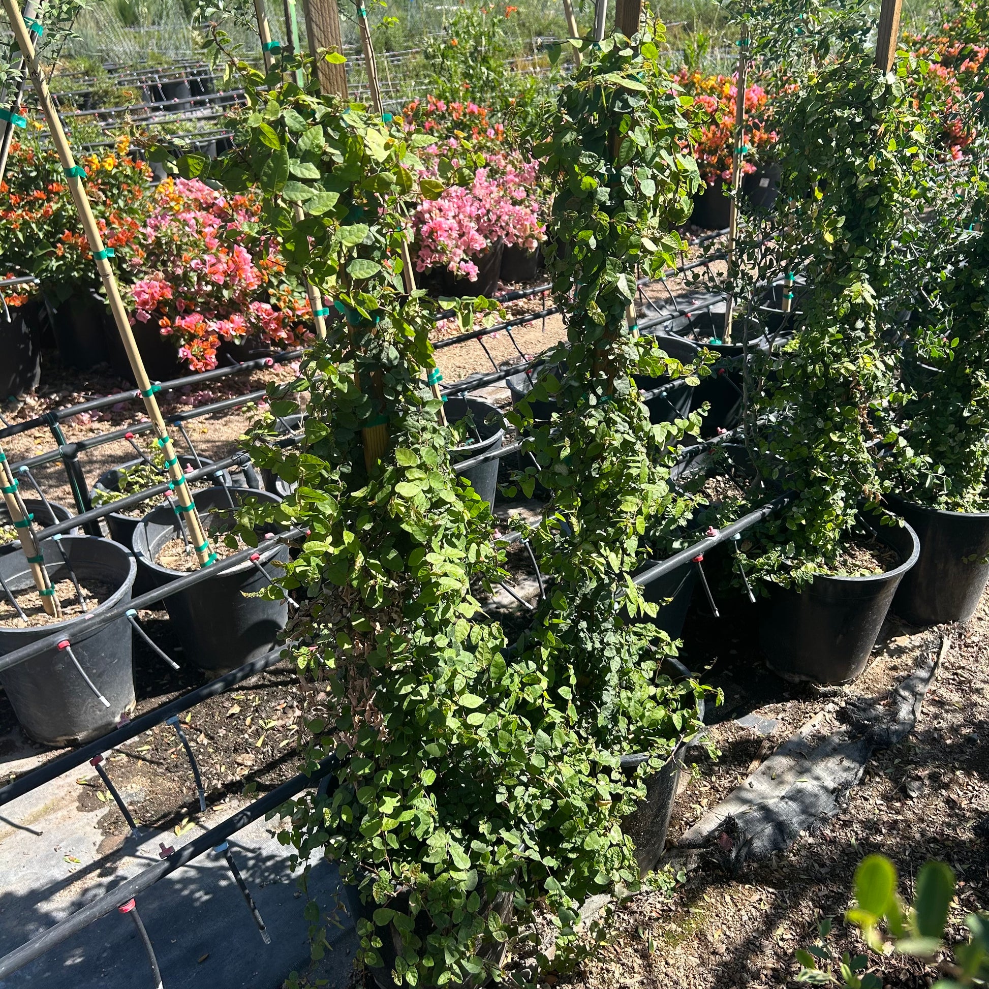 Buy Creeping Fig Staked Phoenix, AZ | Ficus pumila