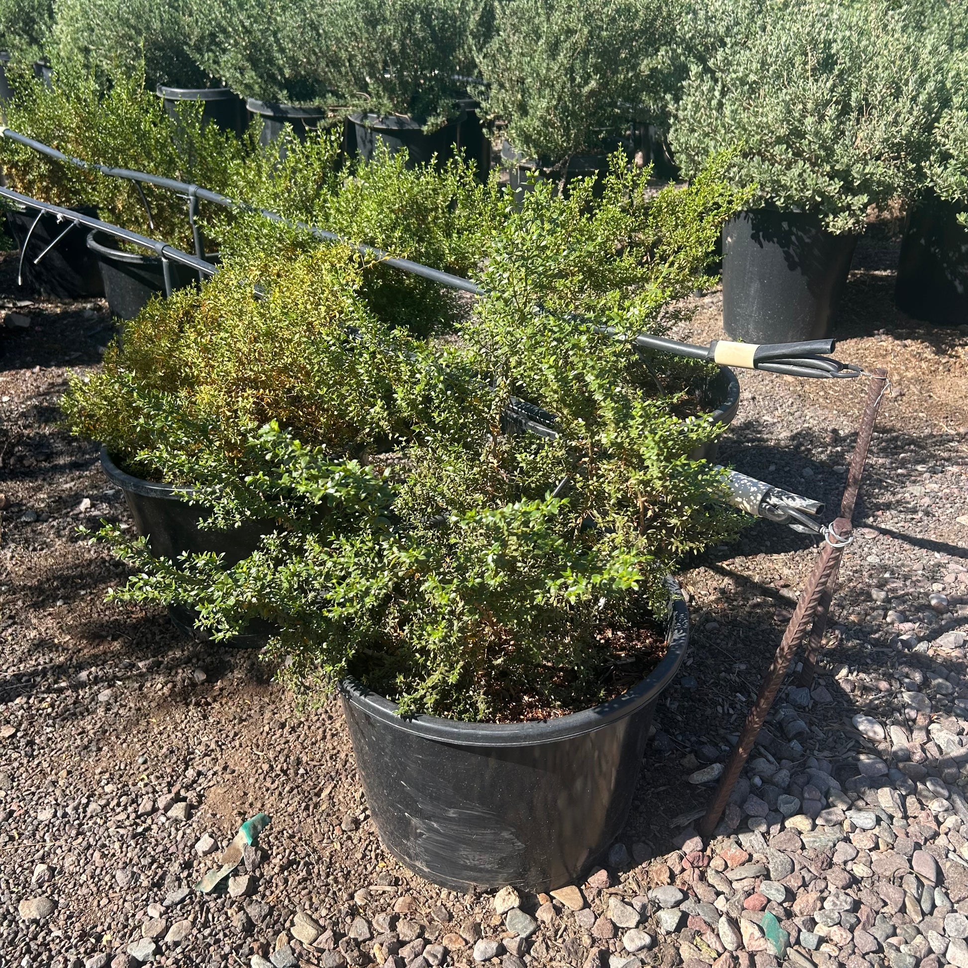 15 gallon Creosote Bush (Larrea tridentata) in nursery pot — Phoenix, AZ