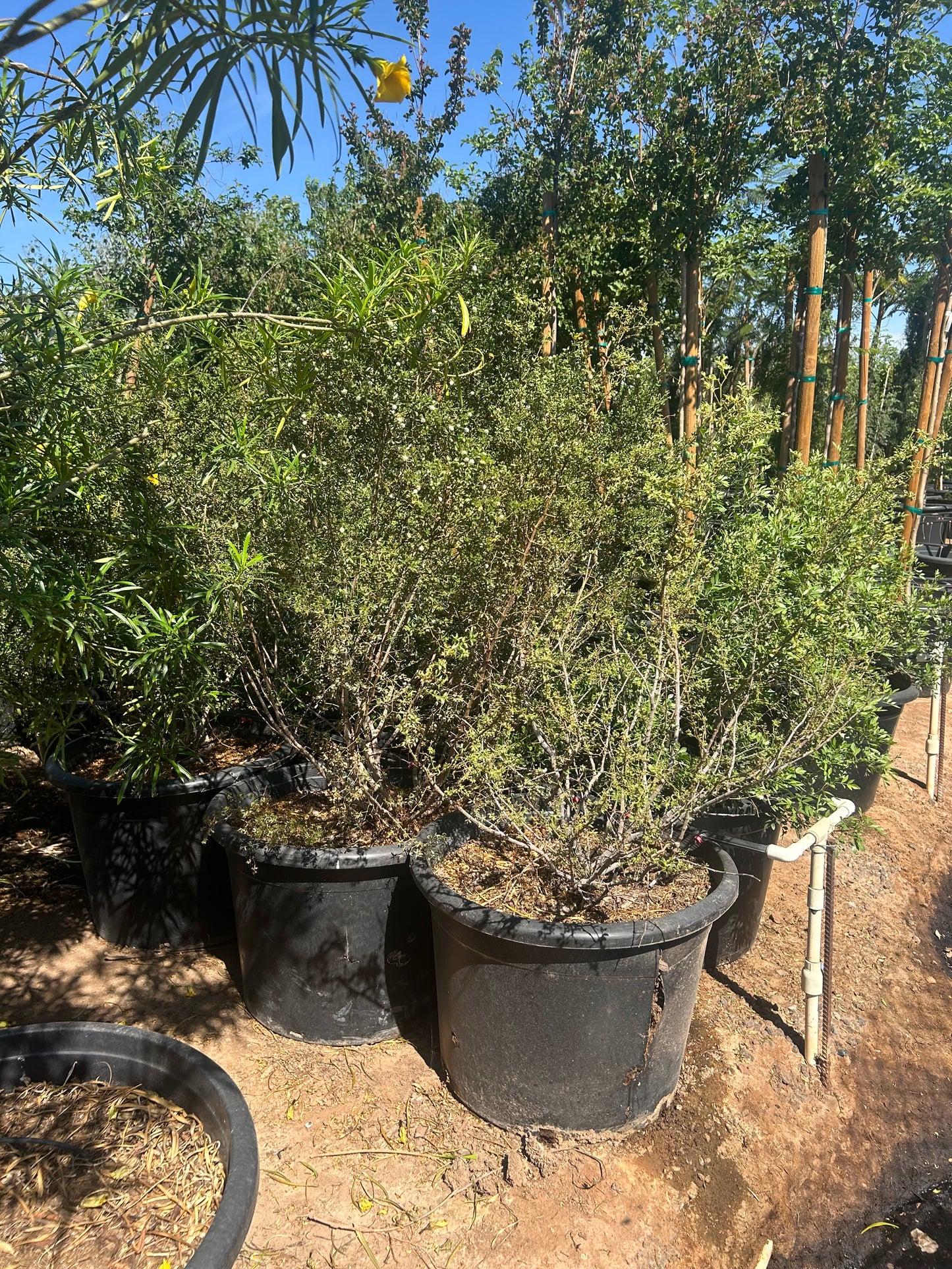 25 gallon Creosote Bush (Larrea tridentata) in nursery pot — Phoenix, AZ