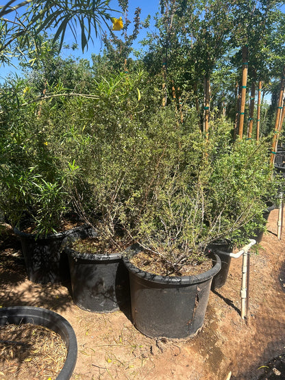 Creosote 25 gallon