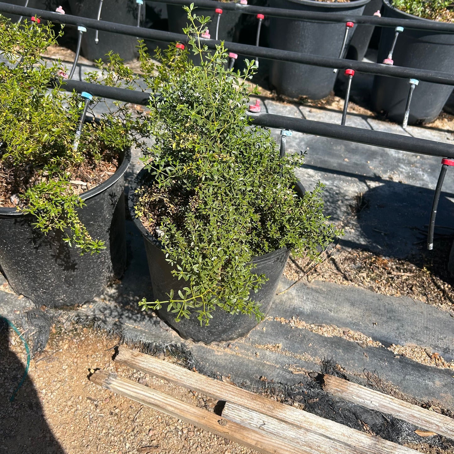 5 gallon Creosote Bush (Larrea tridentata) in nursery pot — Phoenix, AZ