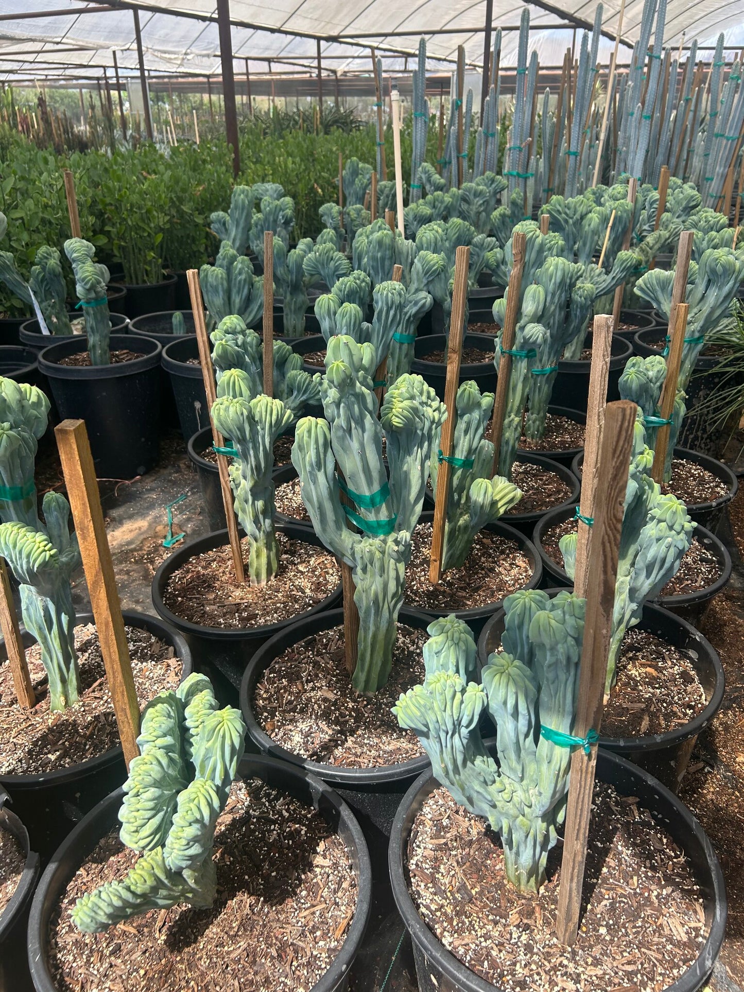 Crested Blue Myrtle