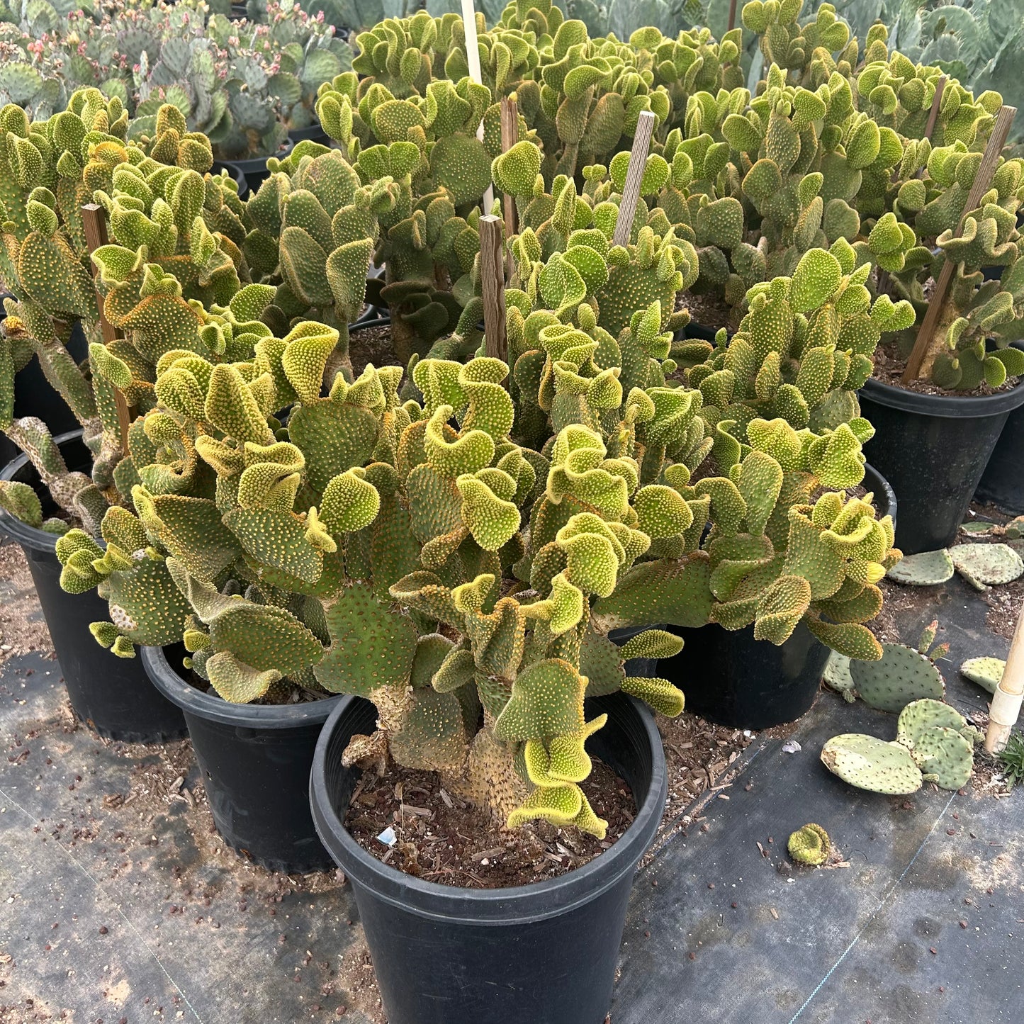 15 gallon Crested Bunny Ears Cactus (Opuntia microdasys f. cristata) in nursery pot — Phoenix, AZ