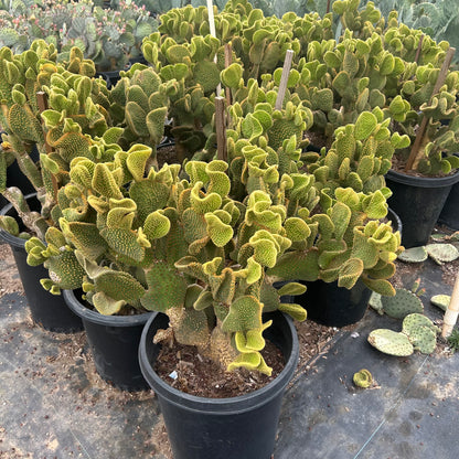 15 gallon Crested Bunny Ears Cactus (Opuntia microdasys f. cristata) in nursery pot — Phoenix, AZ