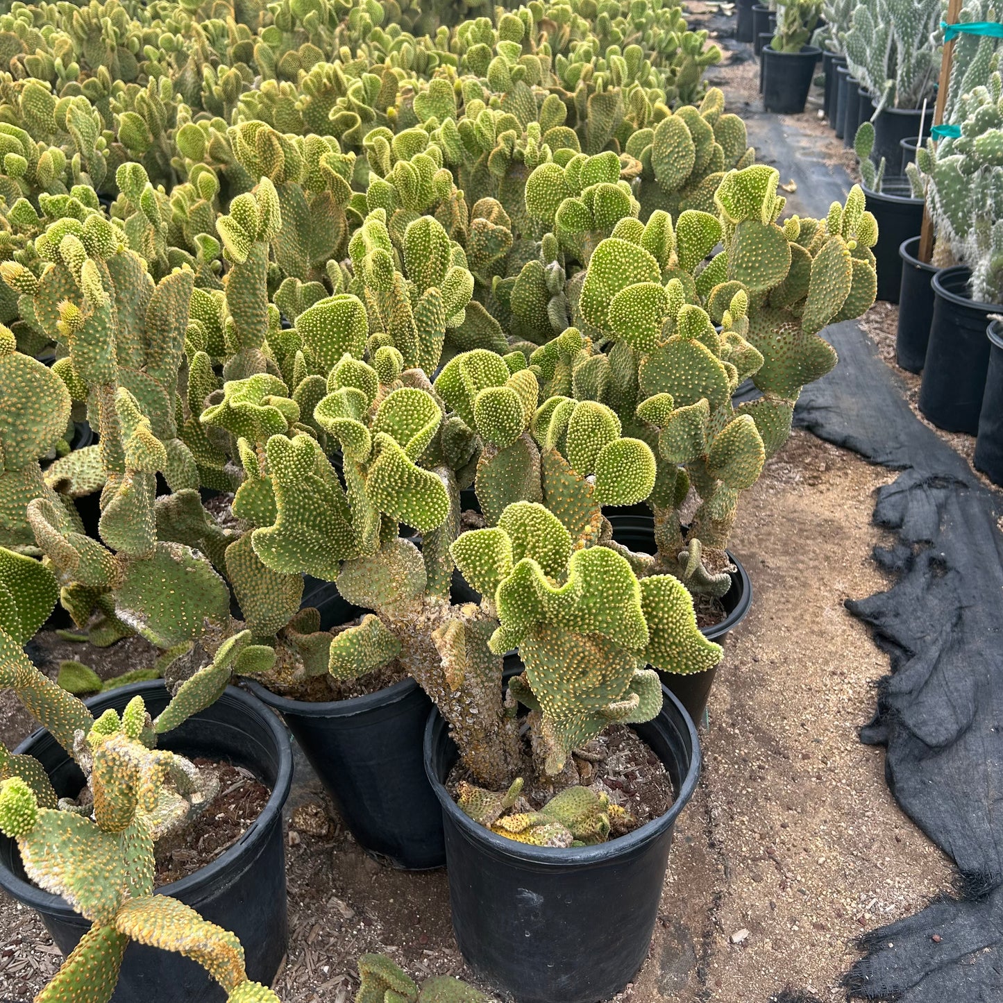 5 gallon Crested Microdasys cactus (Opuntia microdasys f. cristata) in nursery pot — Phoenix, AZ