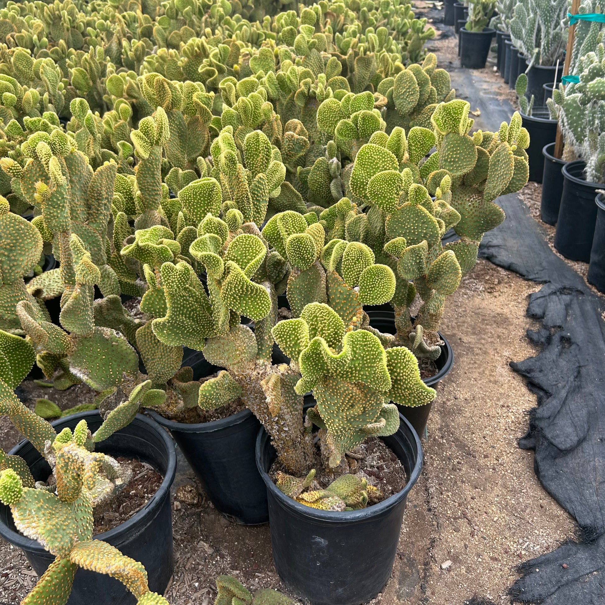 5 gallon Crested Microdasys cactus (Opuntia microdasys f. cristata) in nursery pot — Phoenix, AZ