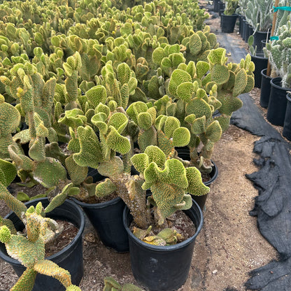 5 gallon Crested Microdasys cactus (Opuntia microdasys f. cristata) in nursery pot — Phoenix, AZ
