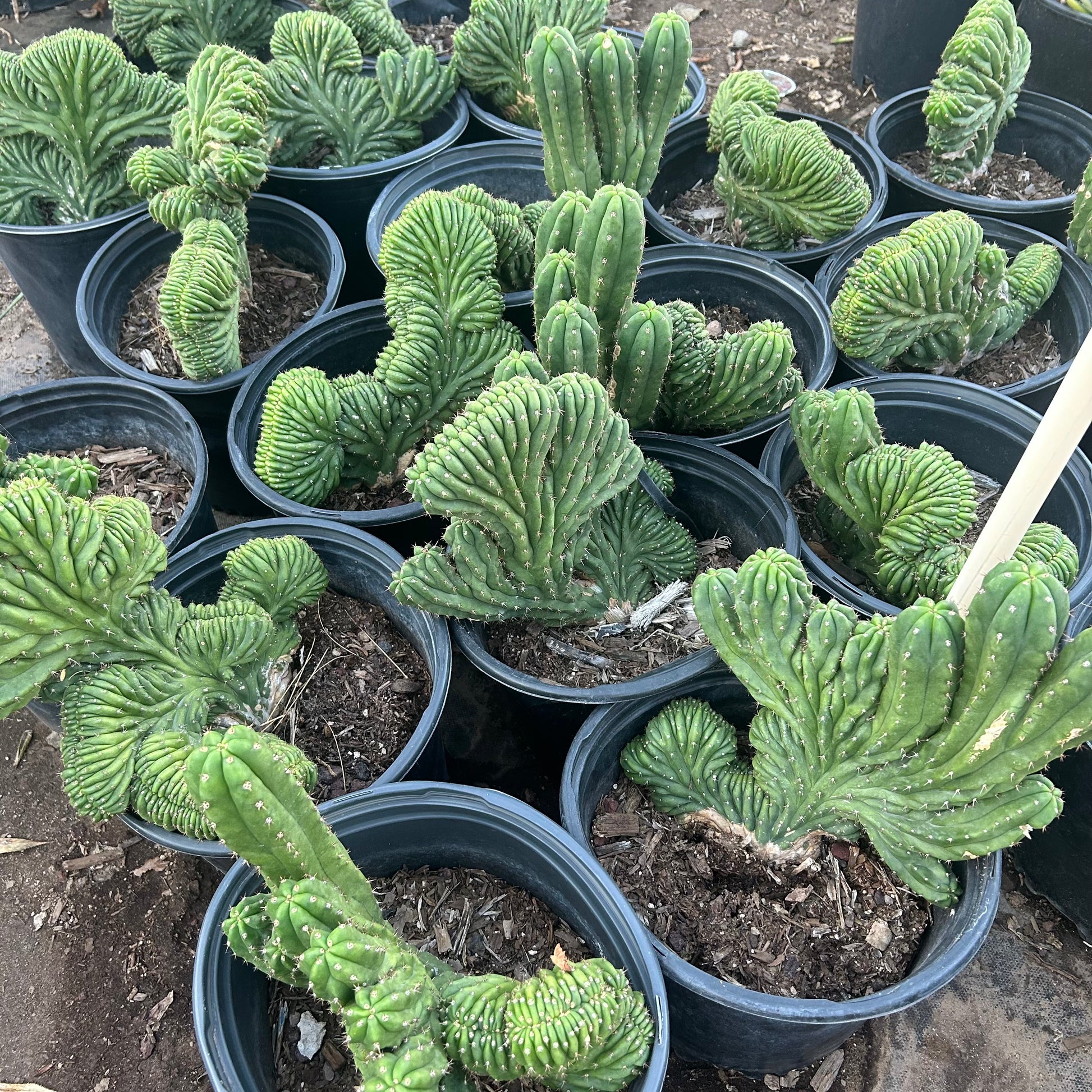5 gallon Crested San Pedro Cactus (Echinopsis pachanoi f. cristata) in nursery pot — Phoenix, AZ