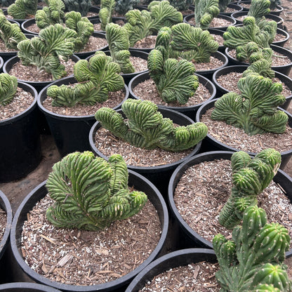 7 gallon Crested San Pedro cactus (Echinopsis pachanoi f. cristata) in nursery pot — Phoenix, AZ