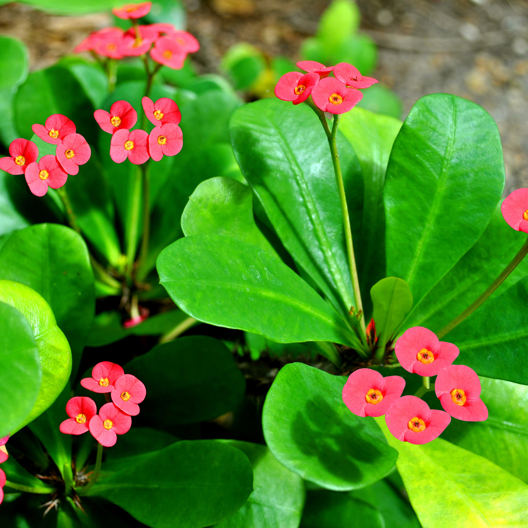 is crown of thorns plant a succulent Buy Crown of Thorns Phoenix, AZ | Euphorbia milii