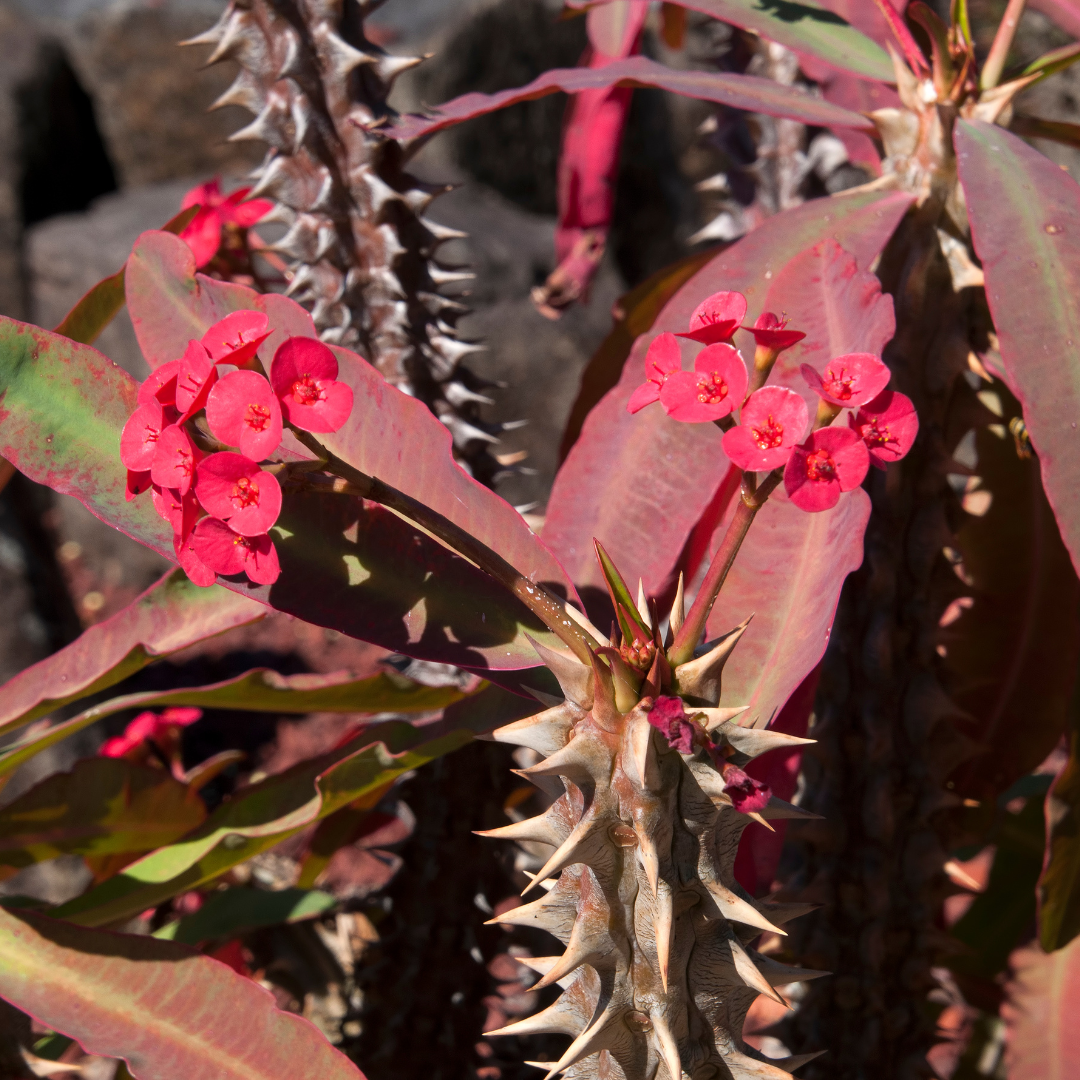 Crown of Thorns-red