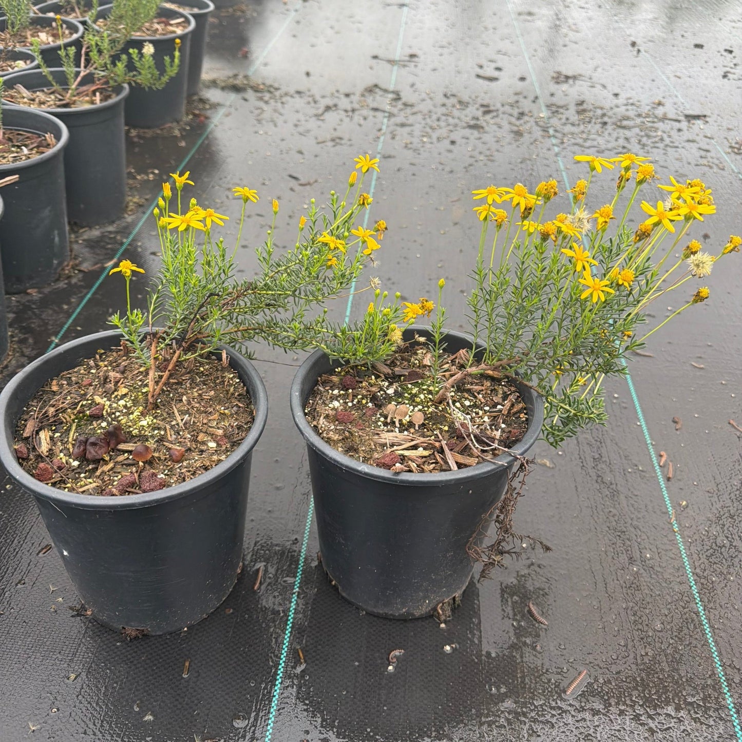 yellow flower house plant Buy Damianita Phoenix, AZ | Chrysactinia mexicana