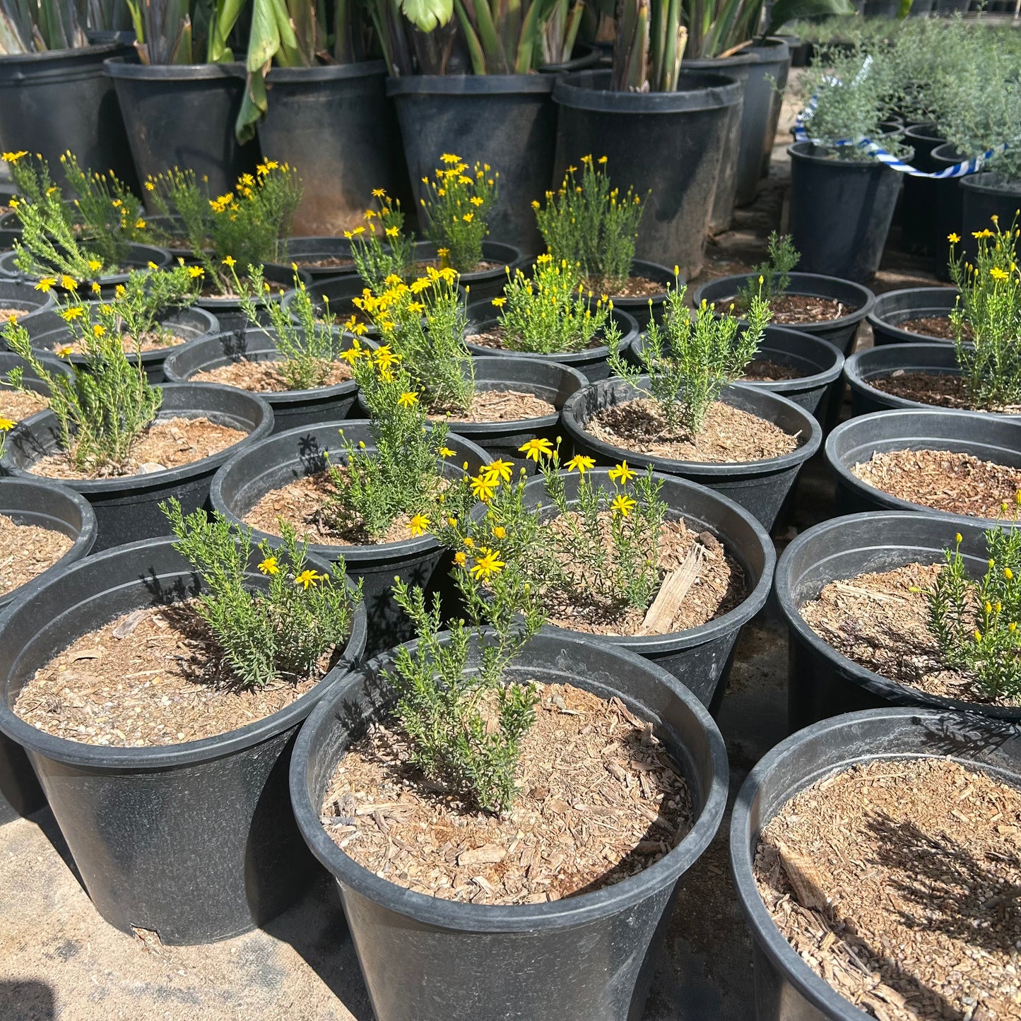 5 gallon Damianita (Chrysactinia mexicana) in nursery pot — Phoenix, AZ