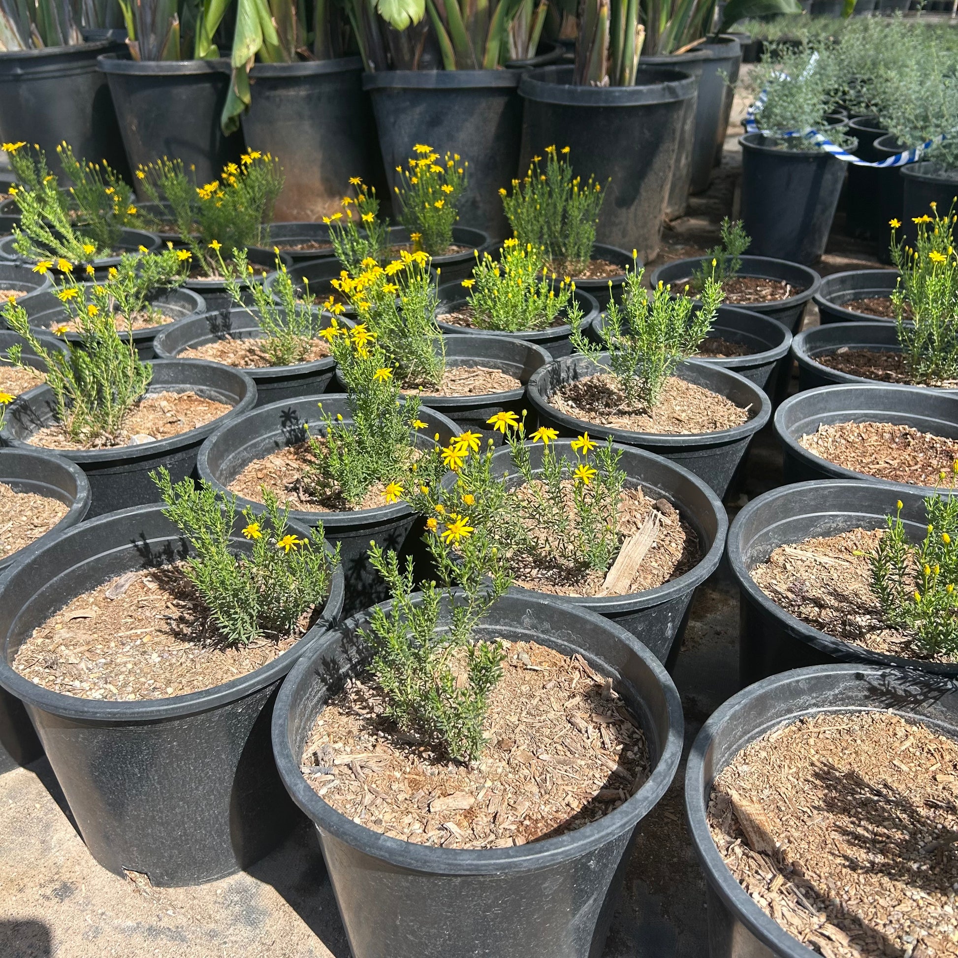 5 gallon Damianita (Chrysactinia mexicana) in nursery pot — Phoenix, AZ