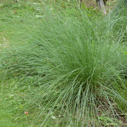 Deer Grass
