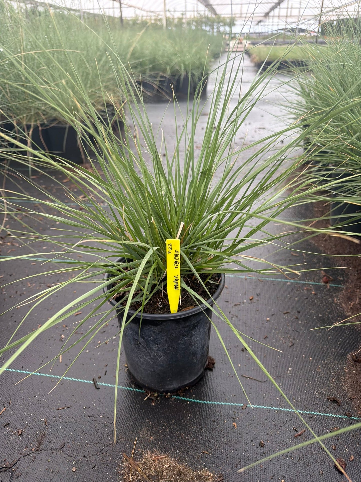 1 gallon Deer Grass (Muhlenbergia rigens) in nursery pot — Phoenix, AZ