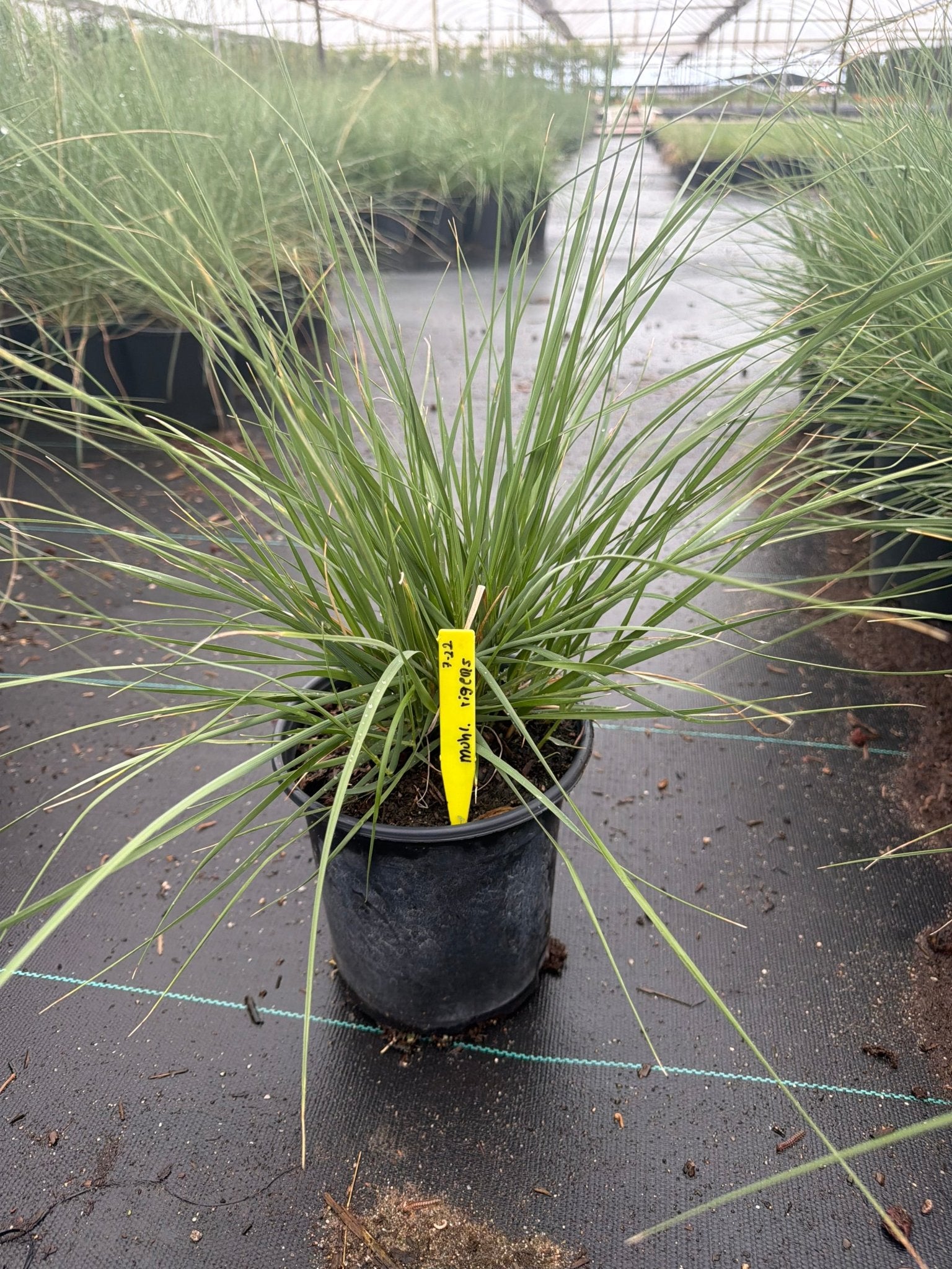 1 gallon Deer Grass (Muhlenbergia rigens) in nursery pot — Phoenix, AZ