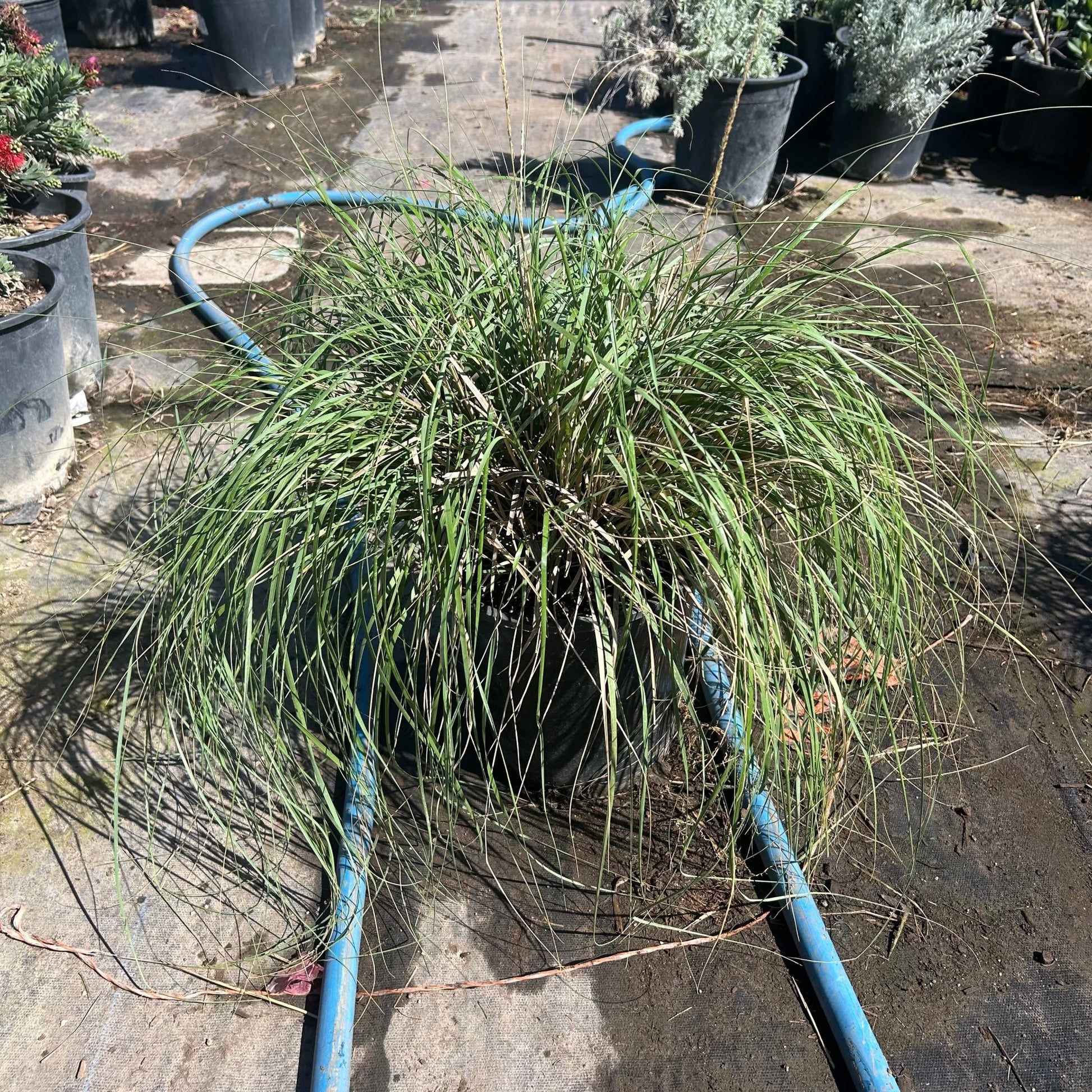 5 gallon Deer Grass (Muhlenbergia rigens) in nursery pot — Phoenix, AZ
