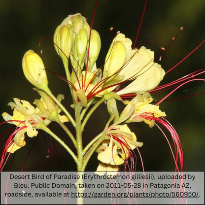 Desert Bird of Paradise