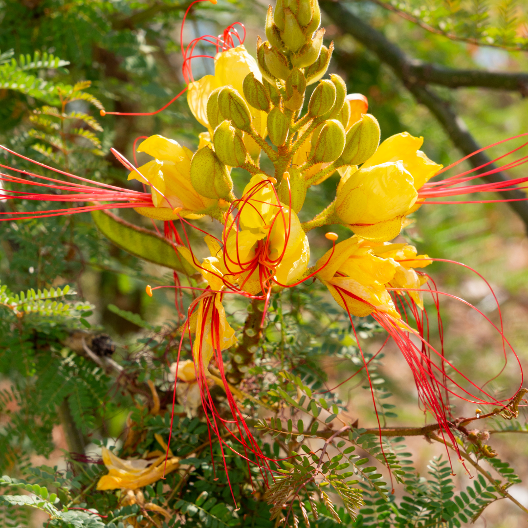 Desert Bird of Paradise