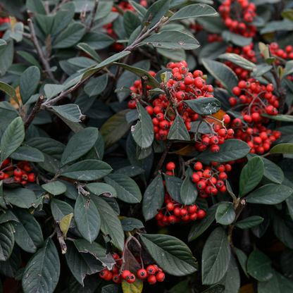 Desert Hackberry (Celtis pallida) showing clusters of bright red-orange berries amid dark green leathery leaves