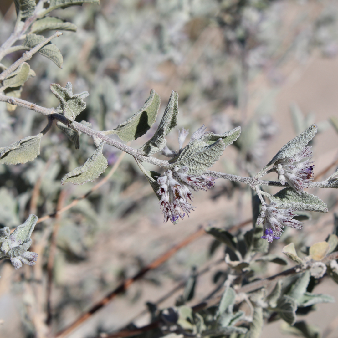 Desert Lavender