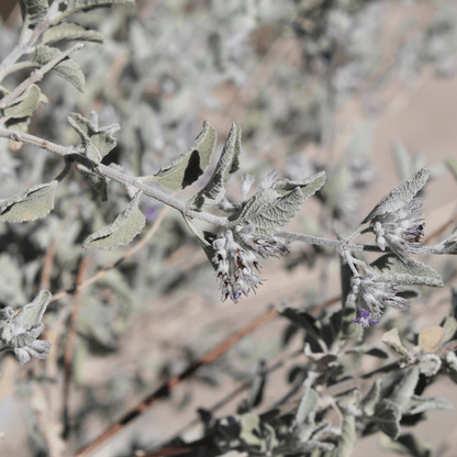 Desert Lavender (Hyptis emoryi) silvery aromatic shrub with lavender blooms — Phoenix, AZ