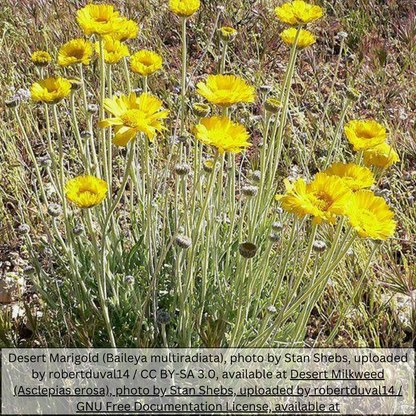 Desert Marigold