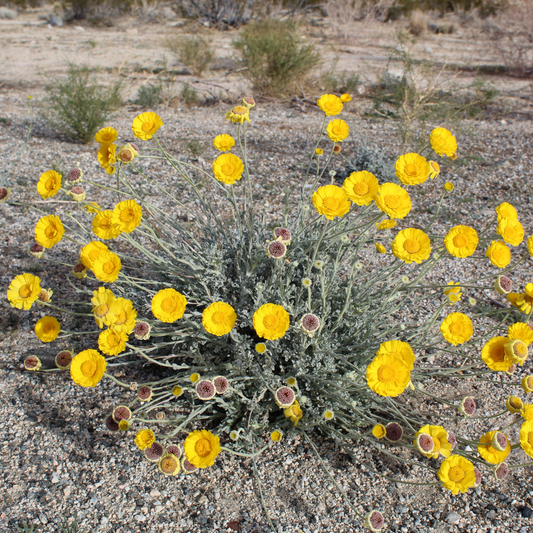 Desert Marigold