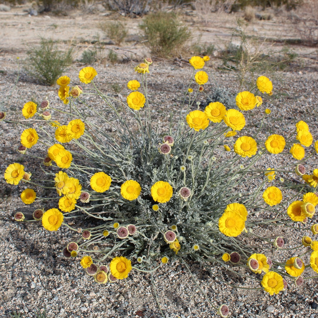 Desert Native Color Pack — Desert Marigold and Arizona native wildflowers, Phoenix AZ