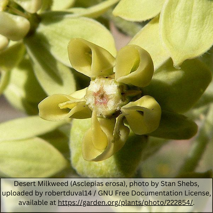 Desert Milkweed