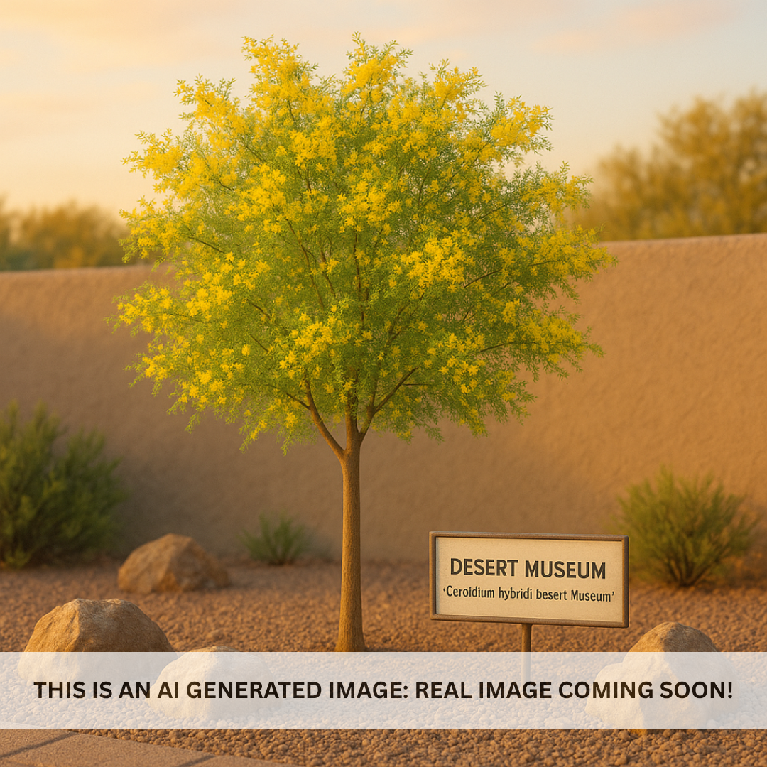 Desert Museum Palo Verde